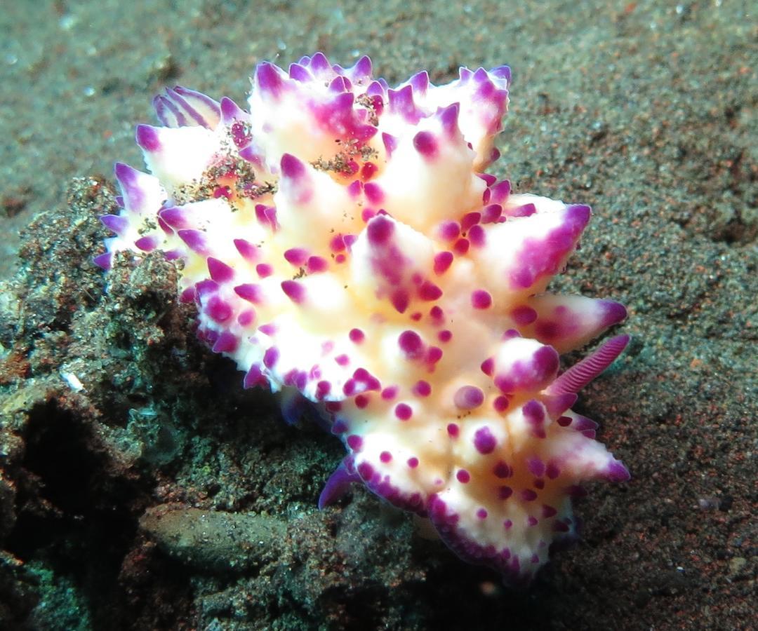 Jukung Dive Resort Bali Amed Экстерьер фото
