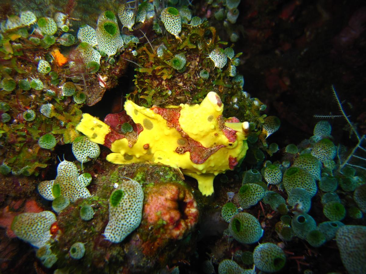 Jukung Dive Resort Bali Amed Экстерьер фото