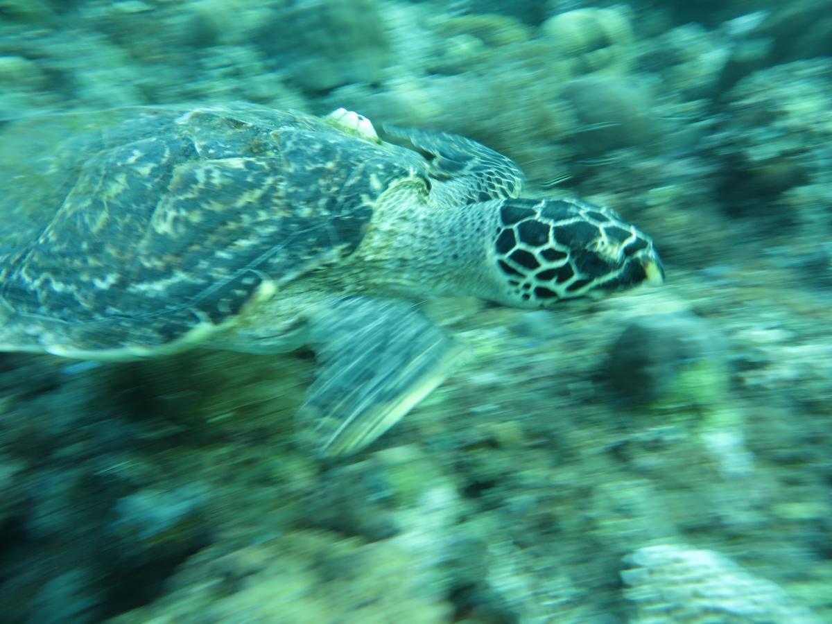 Jukung Dive Resort Bali Amed Экстерьер фото