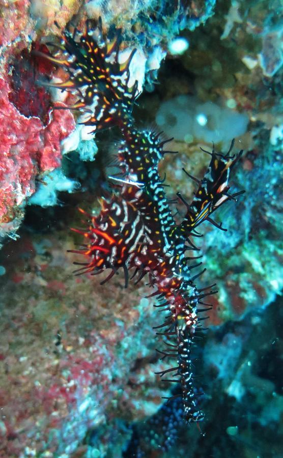 Jukung Dive Resort Bali Amed Экстерьер фото
